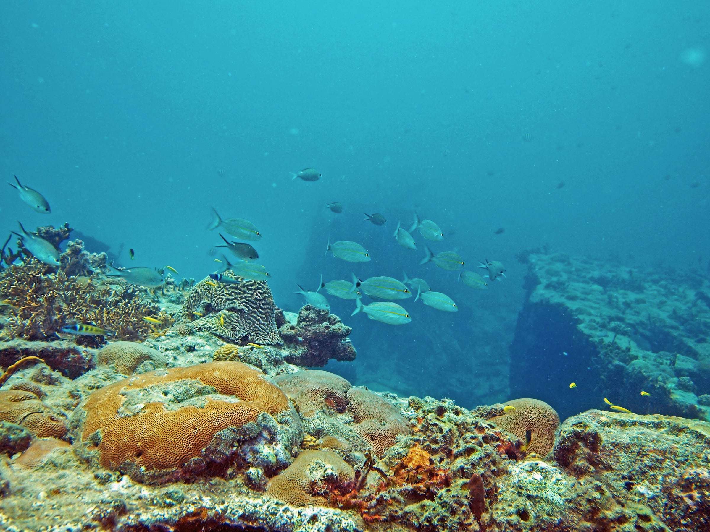 School of fish swimming over brain coral on a shallow Caribbean reef